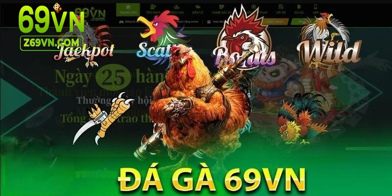 Đá gà 69VN đấu trường quy mô lớn