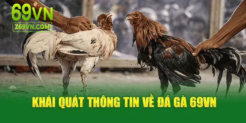 Đá gà 69VN giới thiệu chung