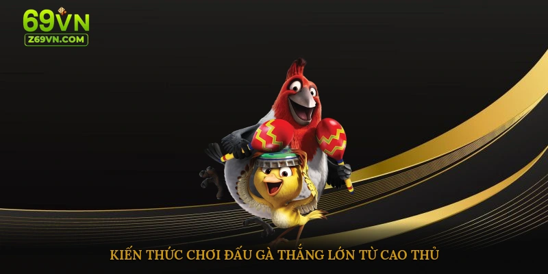 Kiến thức chơi đấu gà thắng lớn từ cao thủ 